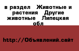  в раздел : Животные и растения » Другие животные . Липецкая обл.